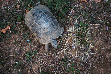Image showing Turtle on the land