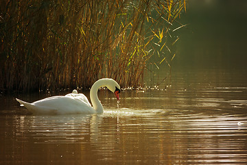 Image showing Swan on a lake