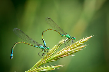 Image showing Pair of Common Blue Damselflies