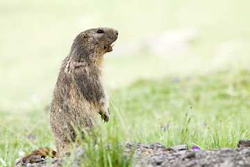 Image showing marmot in the alps