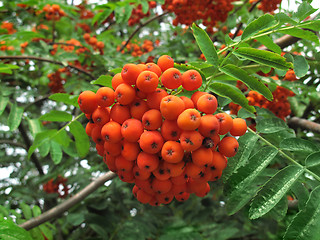 Image showing Branches of mountain ash with bright orange berries