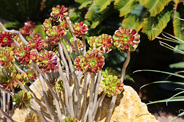 Image showing Beautiful succulent plants and palm trees