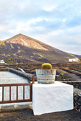 Image showing Vineyards in La Geria, Lanzarote Island