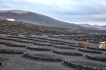 Image showing Vineyards in La Geria, Lanzarote Island