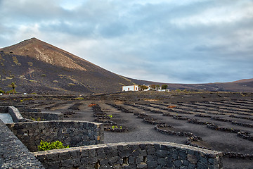 Image showing Vineyards in La Geria, Lanzarote Island