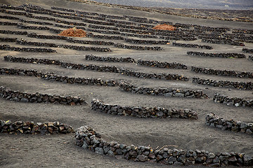 Image showing Vineyards in La Geria, Lanzarote Island