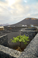 Image showing Vineyards in La Geria, Lanzarote Island