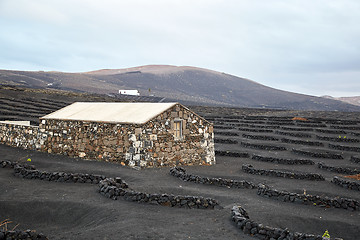 Image showing Vineyards in La Geria, Lanzarote Island