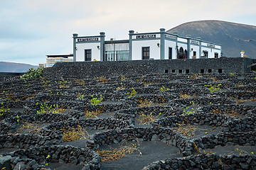 Image showing Vineyards in La Geria, Lanzarote Island