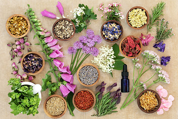 Image showing Medicinal Flowers and Herbs