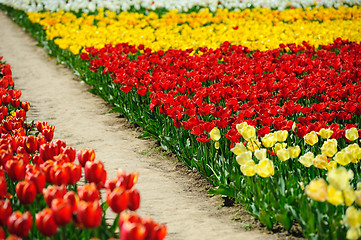 Image showing Tulips fields during the springtime