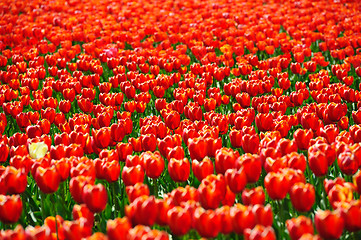 Image showing Tulips fields during the springtime