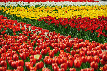 Image showing Tulips fields during the springtime