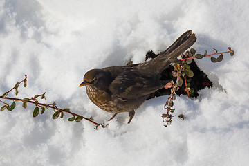 Image showing female of Common blackbird bird