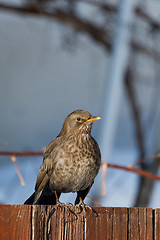 Image showing female of Common blackbird bird