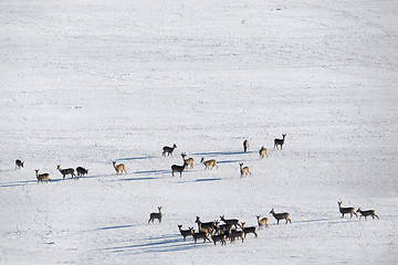 Image showing herd of european roe deer