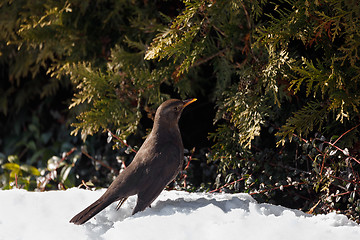 Image showing female of Common blackbird bird