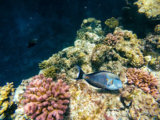 Image showing Coral and fish in the Red Sea. Safaga, Egypt