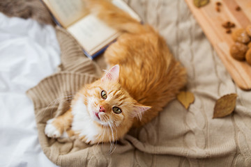 Image showing red tabby cat lying on blanket at home in autumn