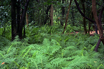 Image showing Fern Forest