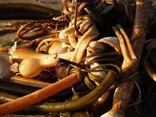 Image showing tangle of sea weed on the beach