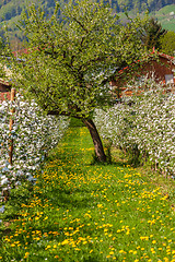 Image showing apple blossom