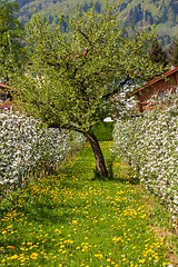 Image showing apple blossom