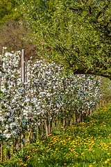 Image showing apple blossom