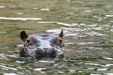 Image showing Hippopotamus in water