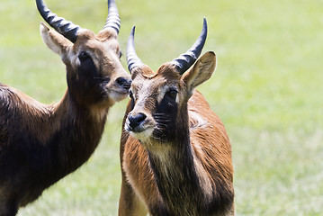 Image showing Antelope head