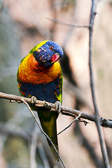 Image showing Rainbow lorikeet