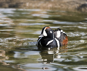 Image showing Harlequin duck