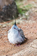 Image showing Crested pigeon with black spike on top of head 