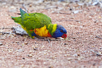 Image showing Rainbow lorikeet