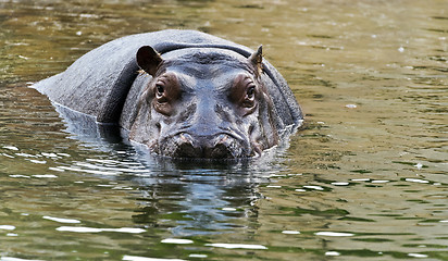 Image showing Hippopotamus in water