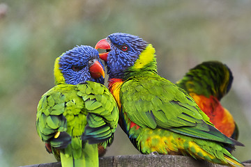 Image showing Rainbow lorikeets