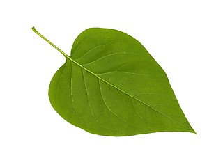 Image showing Green lilac  leaf on white