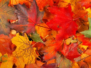 Image showing Autumn leaves background