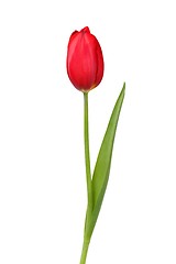 Image showing Red tulip on white