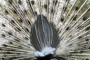 Image showing Peacock rear view of tail feather display