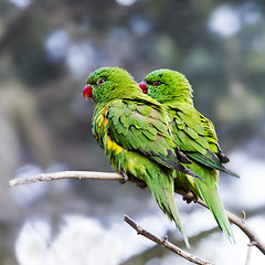 Image showing Scaly-breasted lorikeets