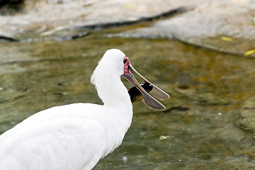 Image showing Spoonbill with fish