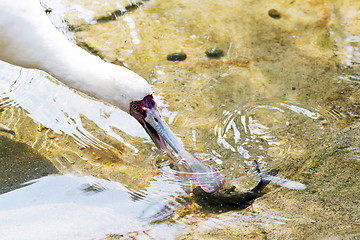 Image showing Bird fishing (spoonbill)