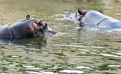 Image showing Two hippos in water