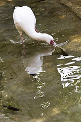 Image showing Bird fishing (spoonbill)