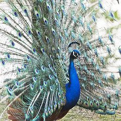 Image showing Male peafowl displaying tail feathers