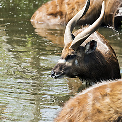 Image showing Antelope in water