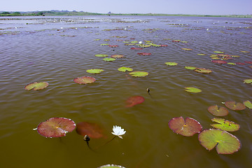 Image showing water-lily