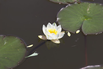 Image showing water-lily