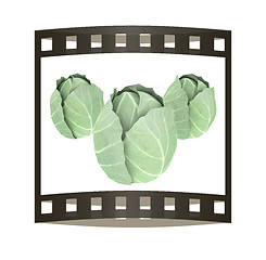 Image showing green cabbage isolated on white background. 3d illustration. The